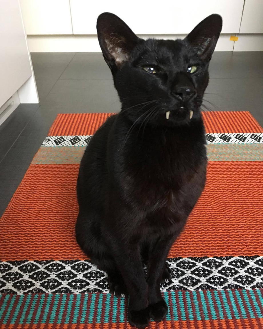 Котенок с открытым ртом