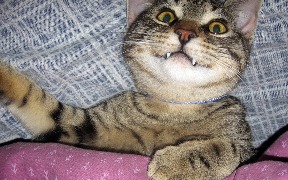Смешной кот с клыками