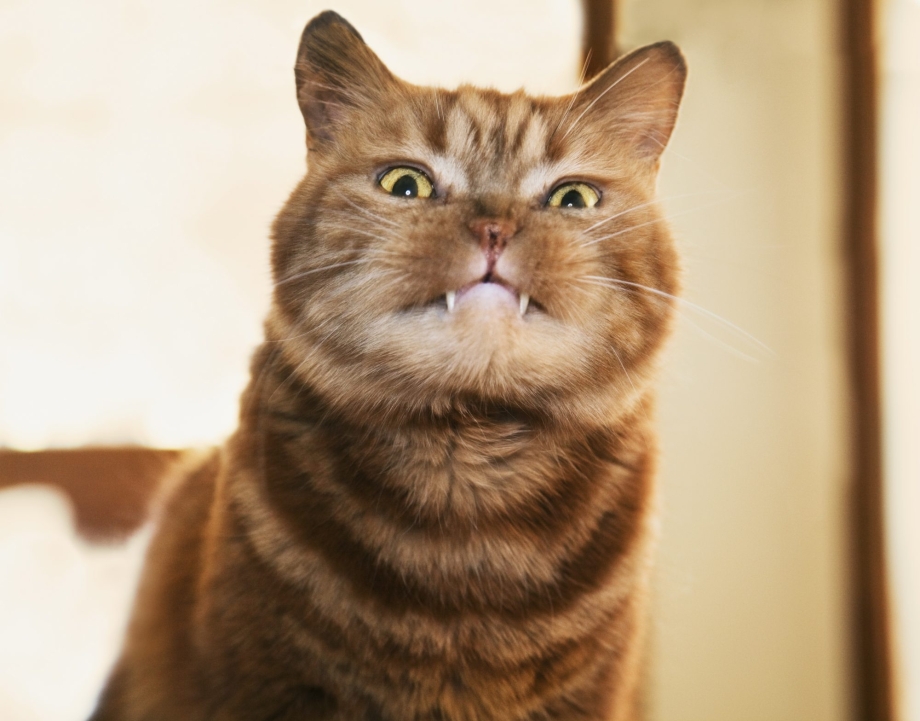 Кошачья улыбка