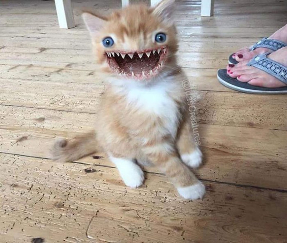Ювенильный гингивит у кота