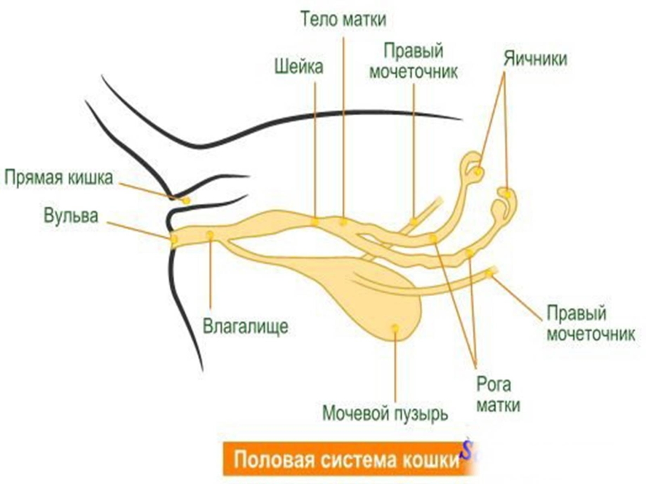 Половые органы кота фото