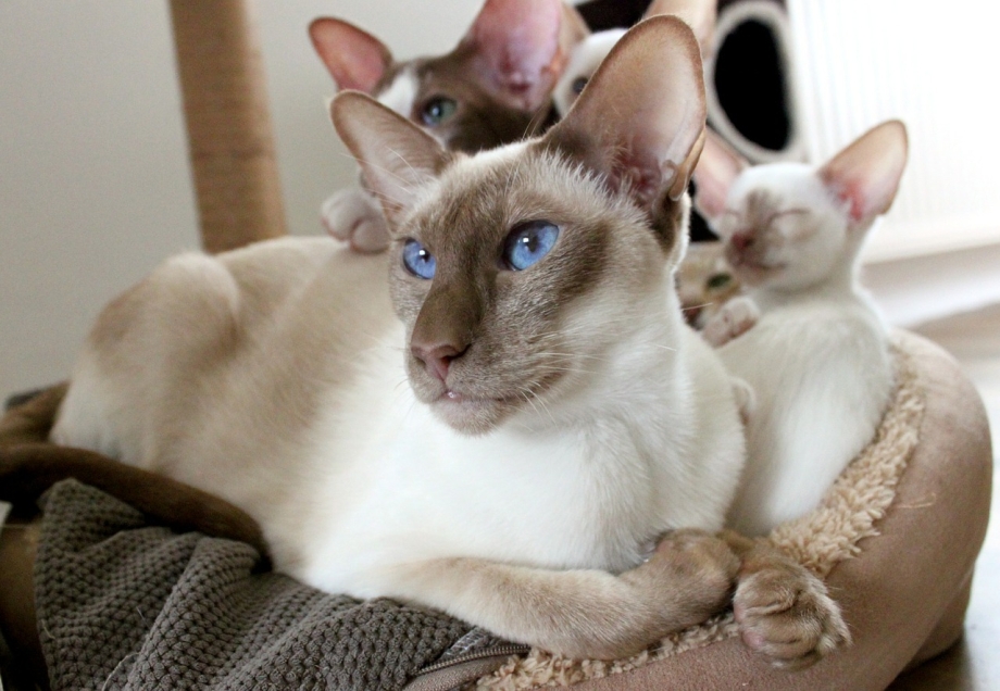 Котопёс кошка