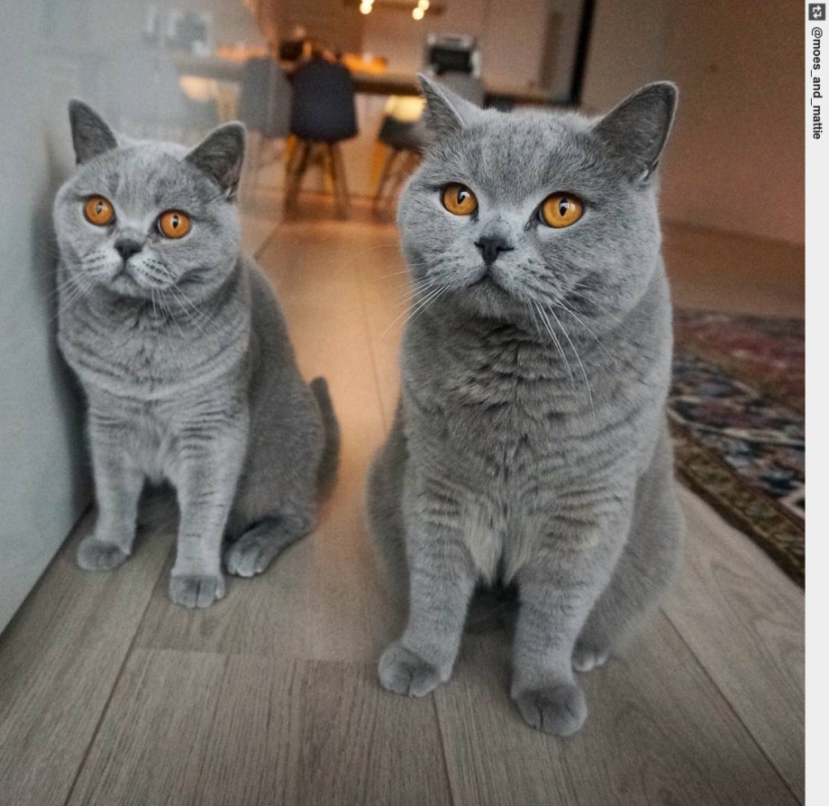 Британская семья кошек