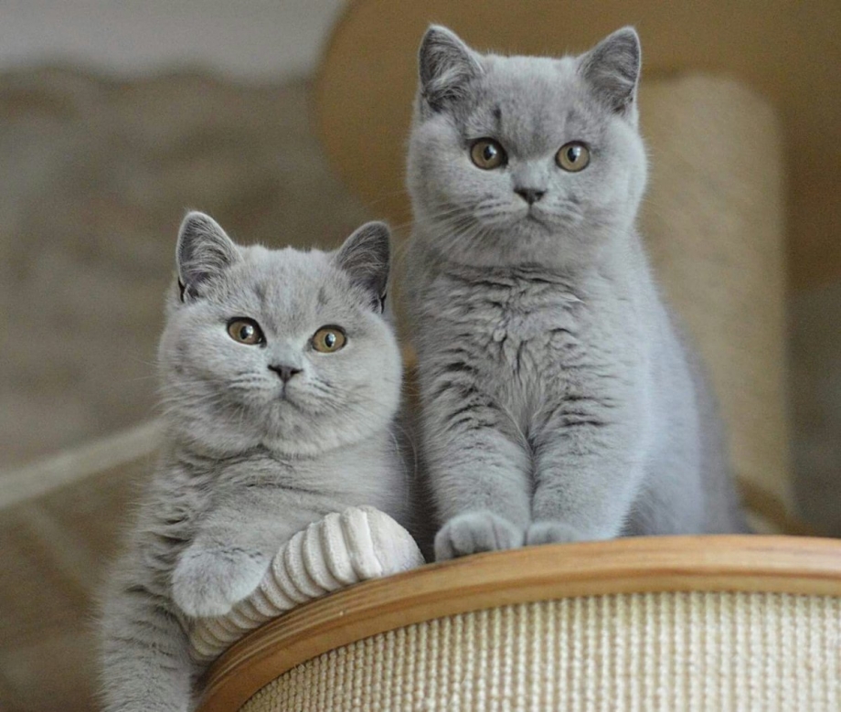 British Shorthair котенок