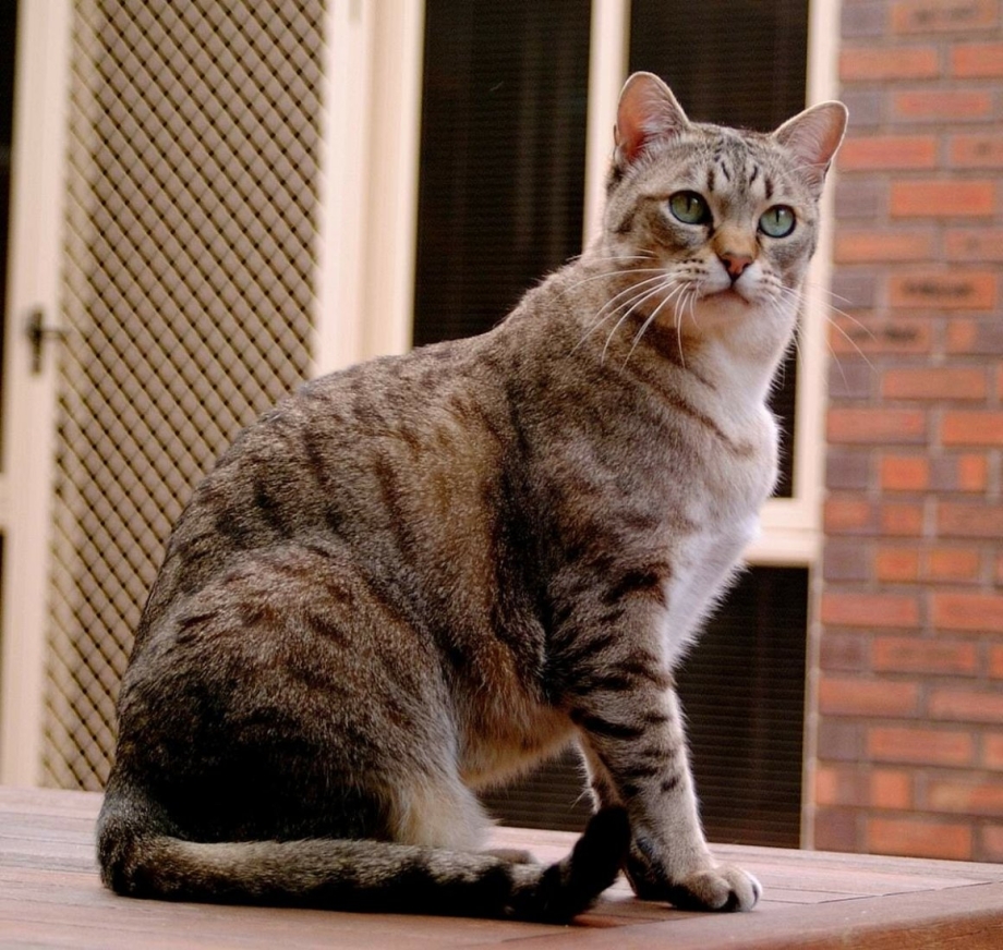 Котики породистые Мейн кун