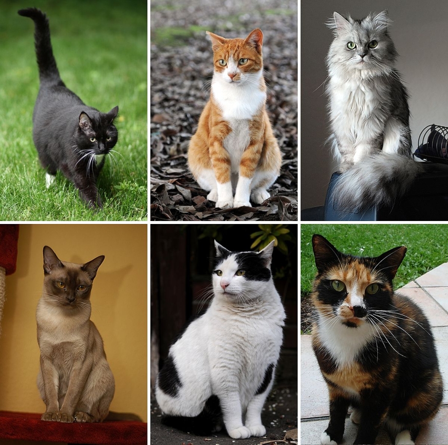Кот породы абиссинец