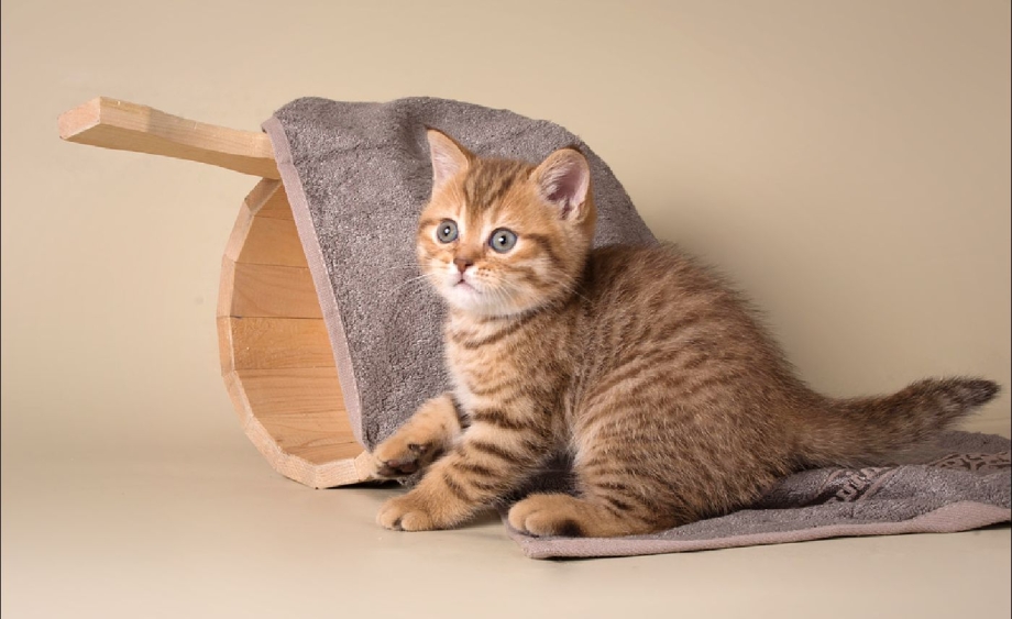 Абиссинская Абиссинская кошка
