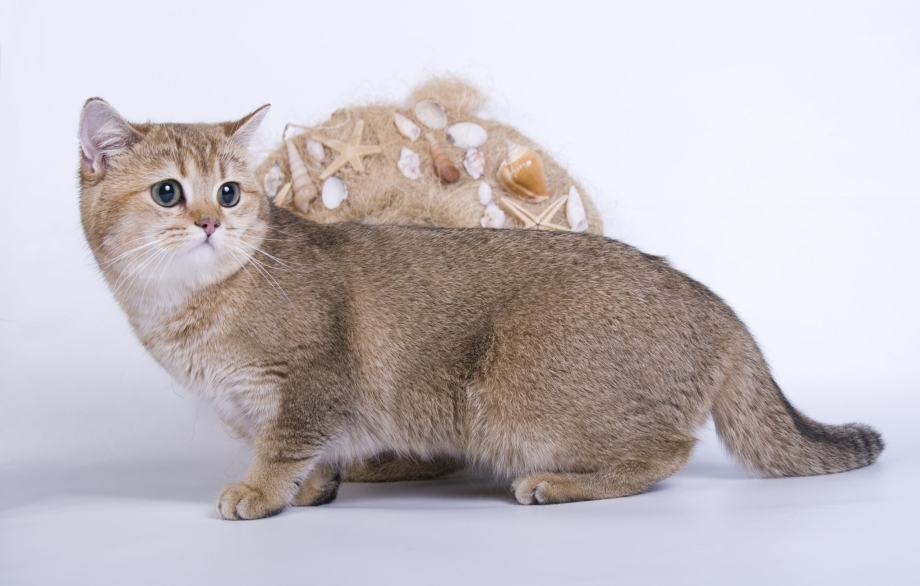 Котята породы каракал
