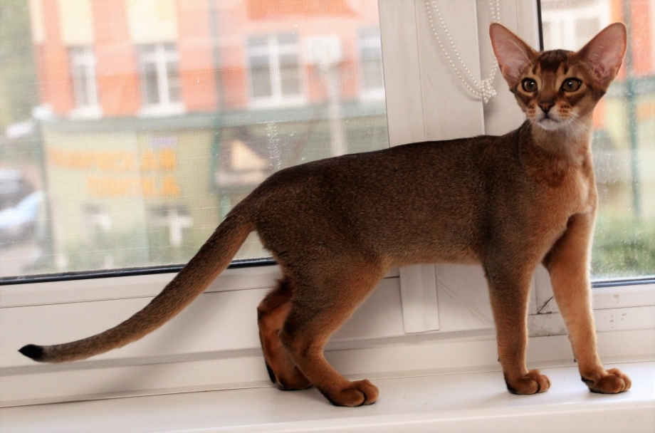 Лежачий кот