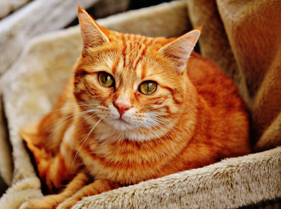 Американская короткошерстная кошка рыжая