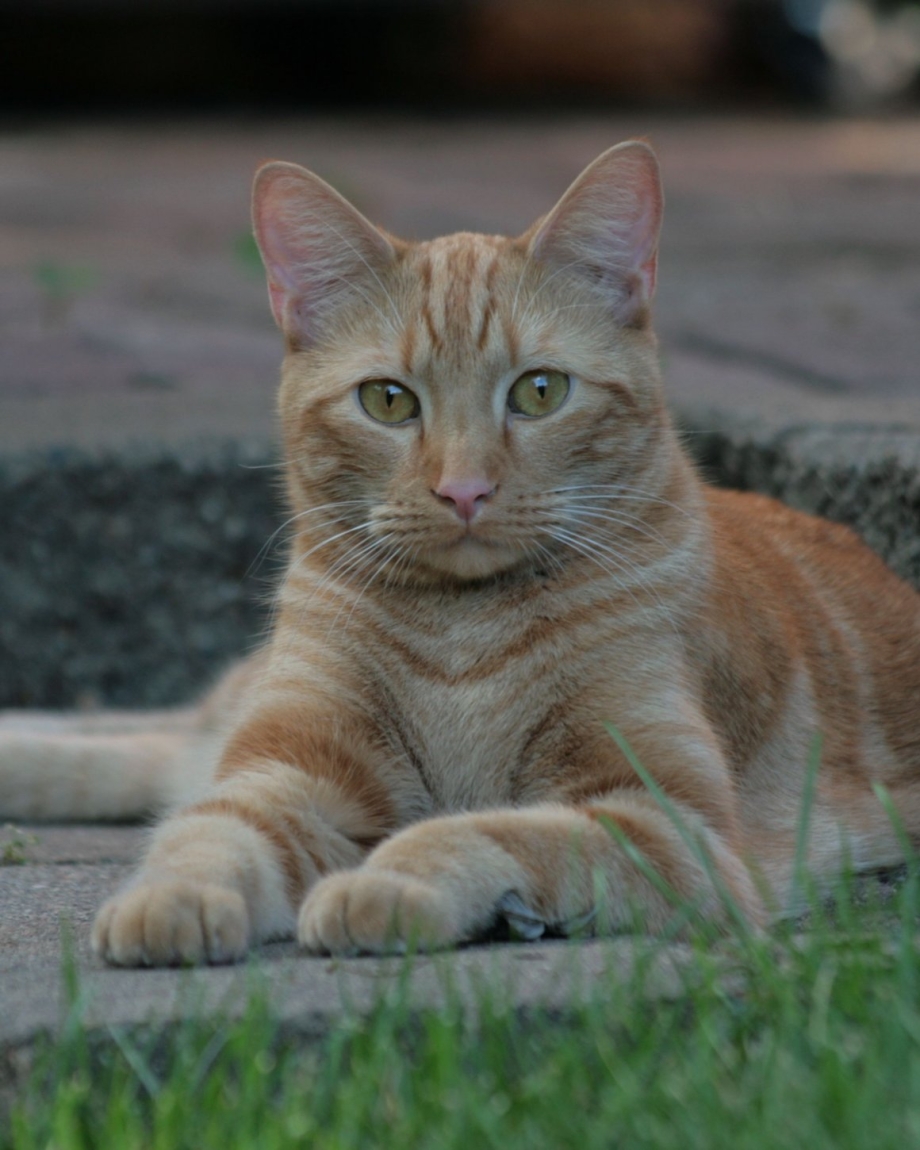 Tabby Cat рыжий