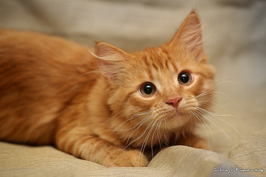 Рыжие котята домашние