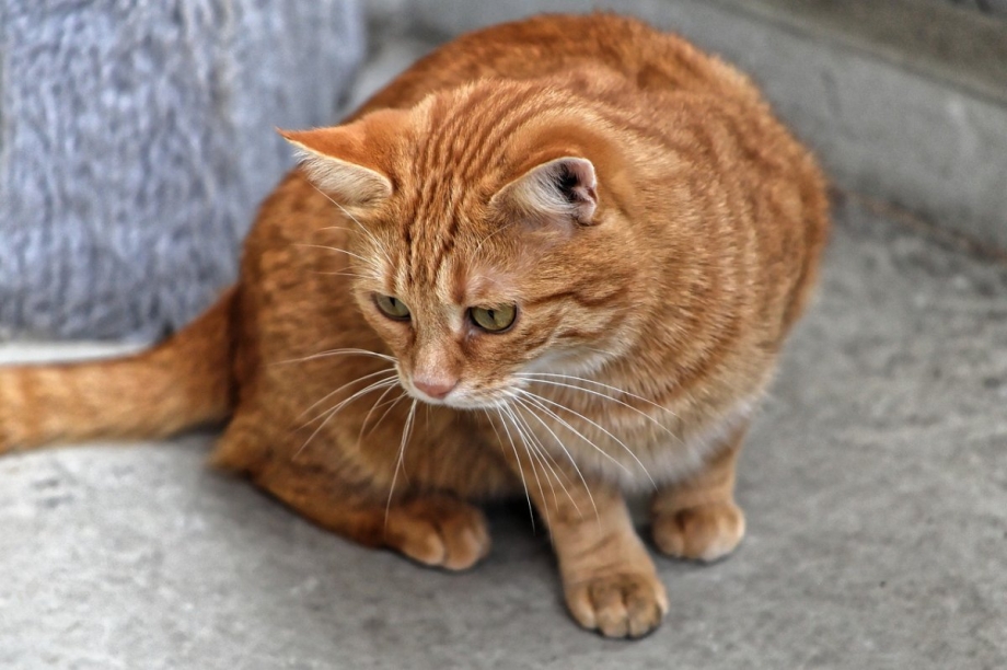 Кельтский кот рыжий