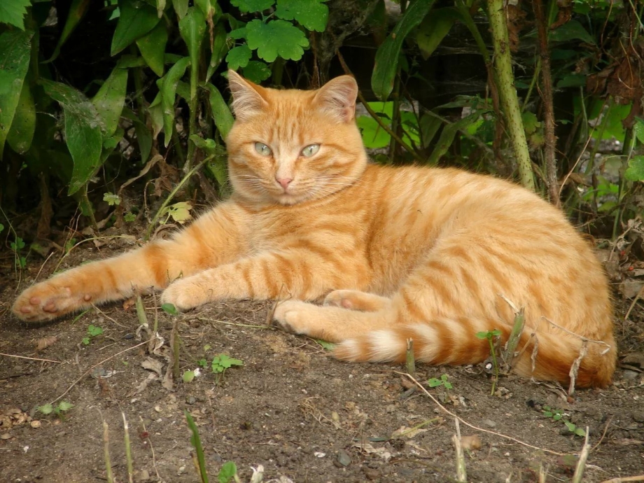 Котик рыжий полосатый