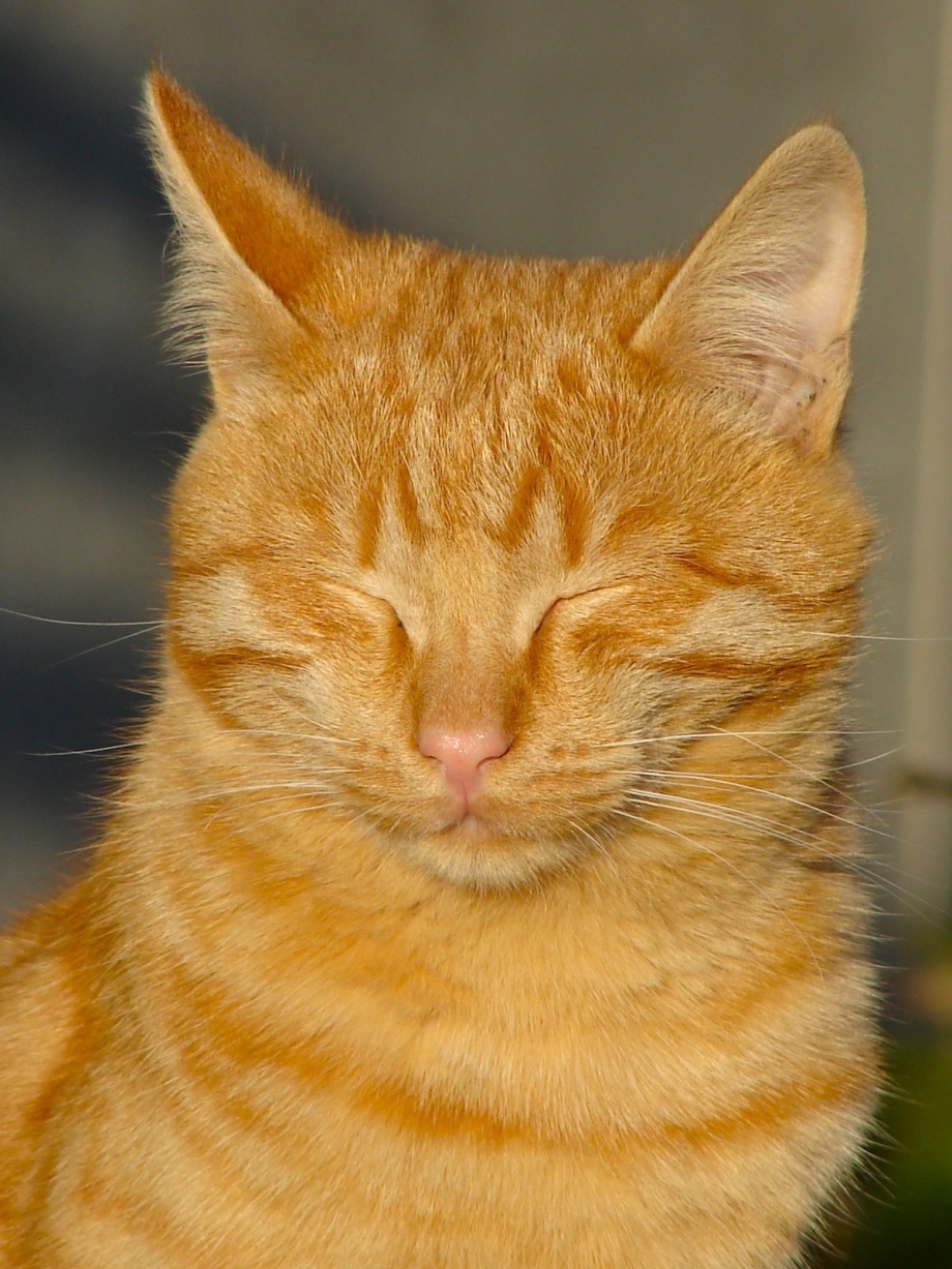 кельтский кот рыжий фото