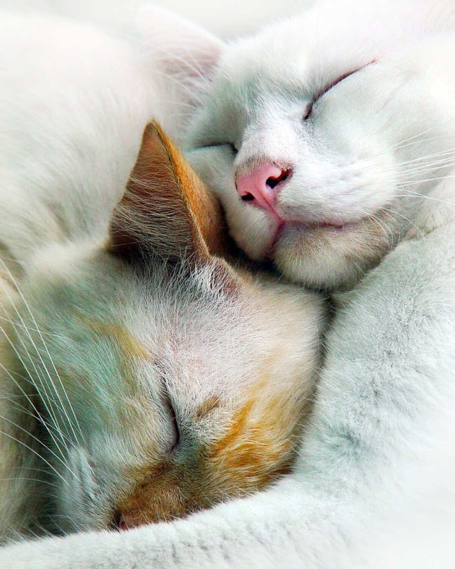 Нежные котики