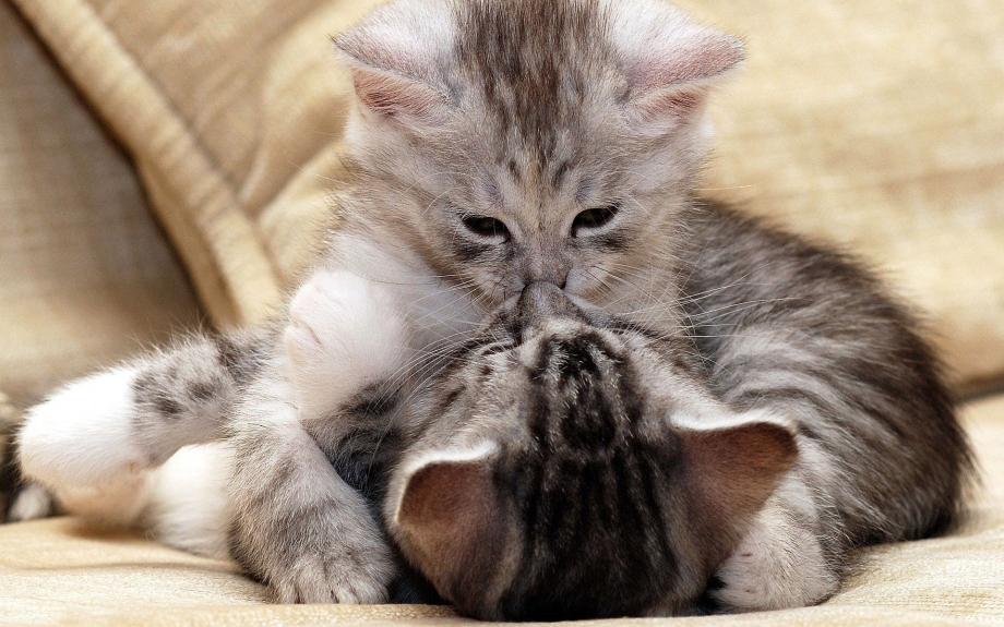 Котики любовь