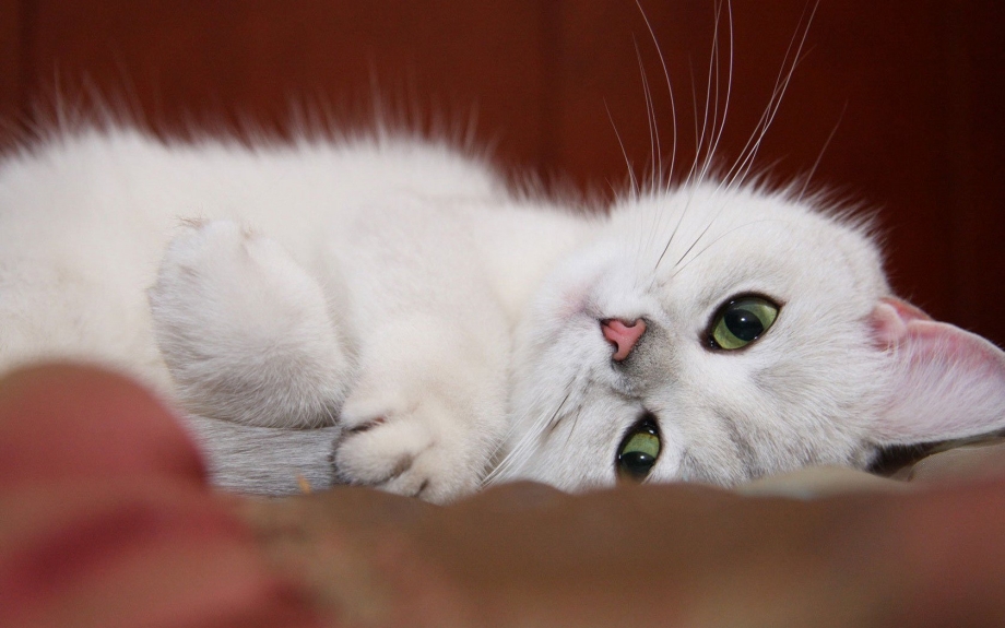 Котики обнимаются