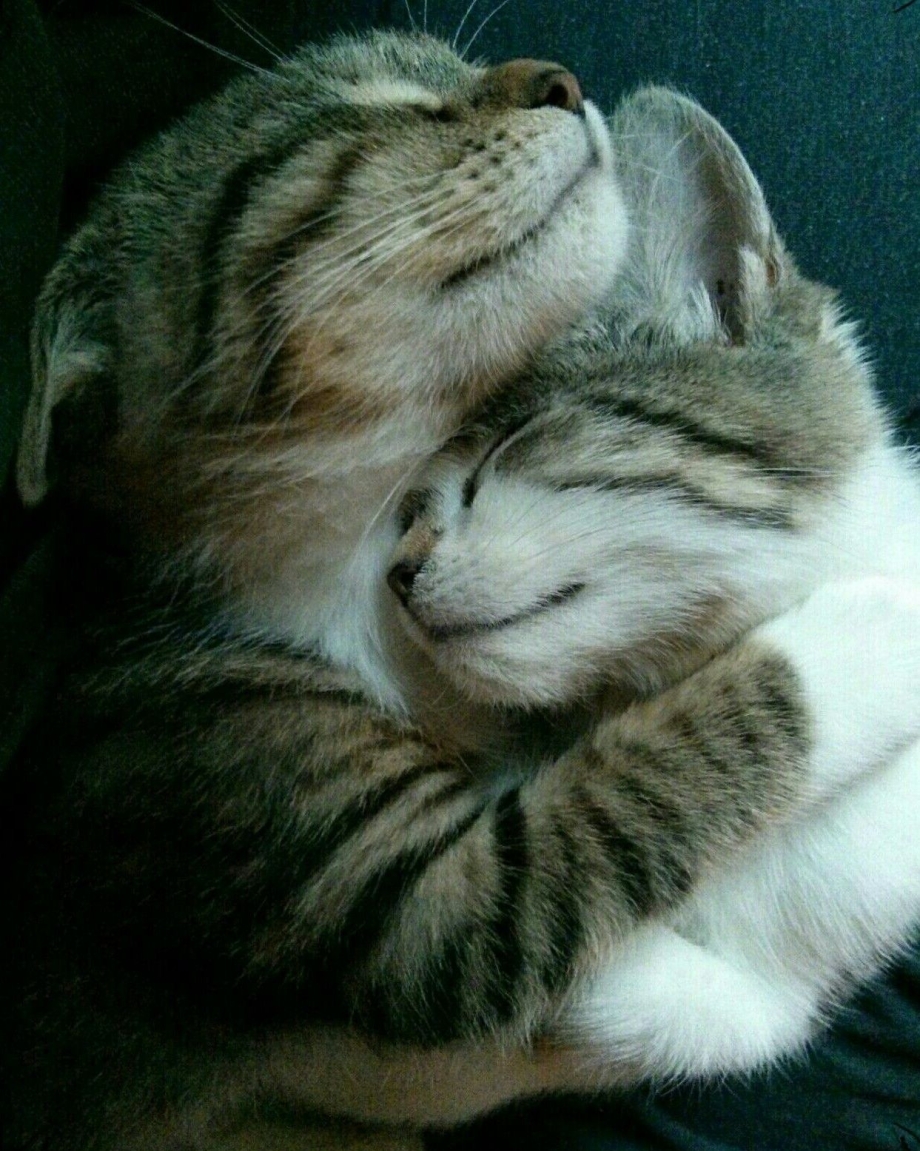 Кошки любовь