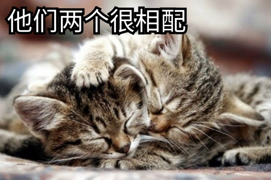 Что любят коты