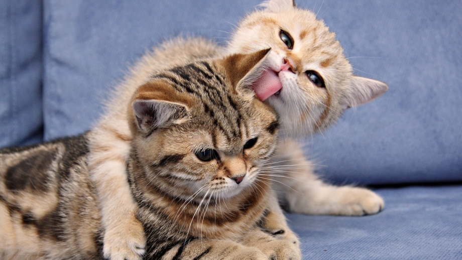 Котики обнимашки
