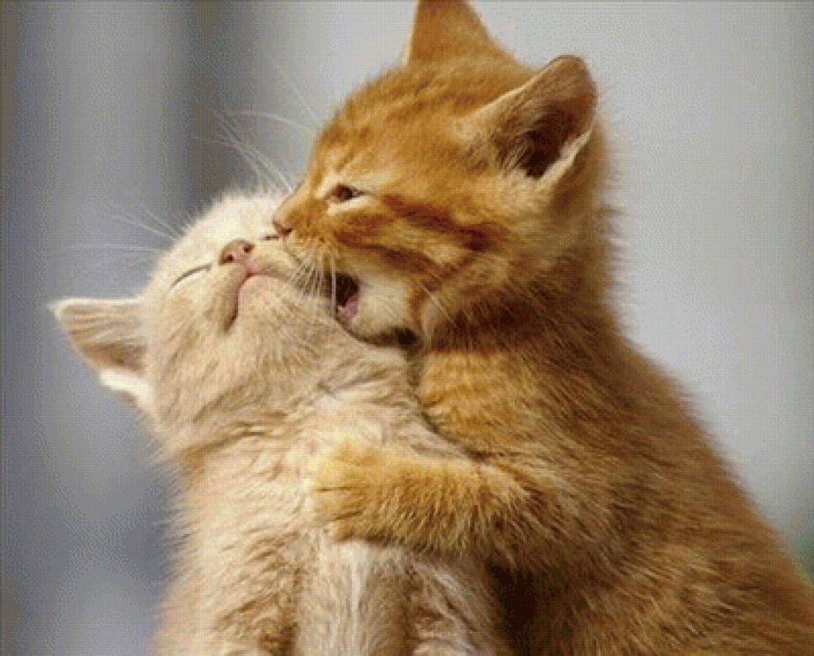 Влюбленный котенок