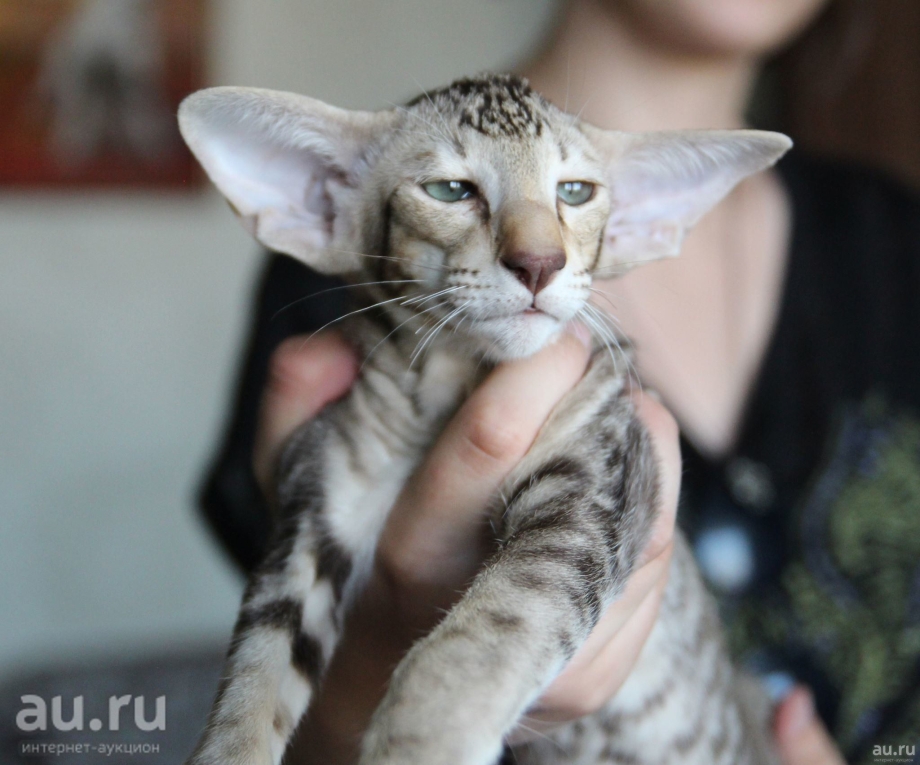 Ориентальная короткошерстная кошка