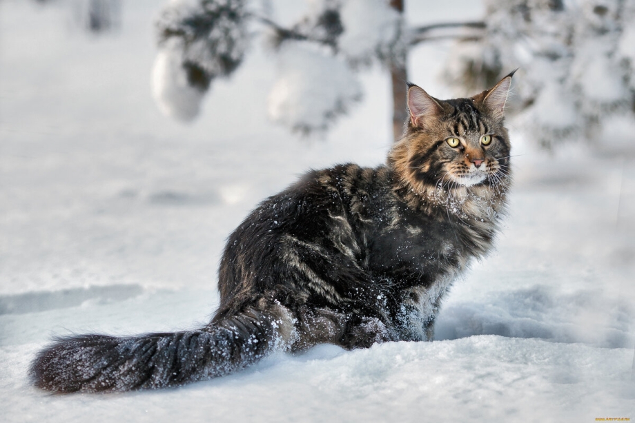 Европейская короткошерстная табби кот