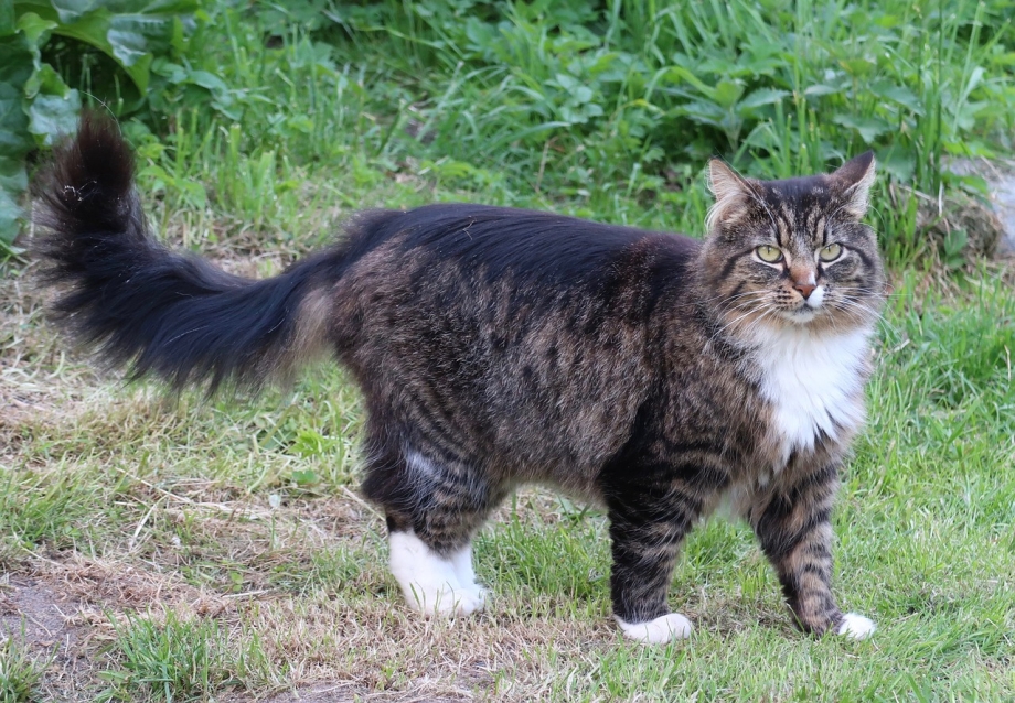 Коты в ошейниках