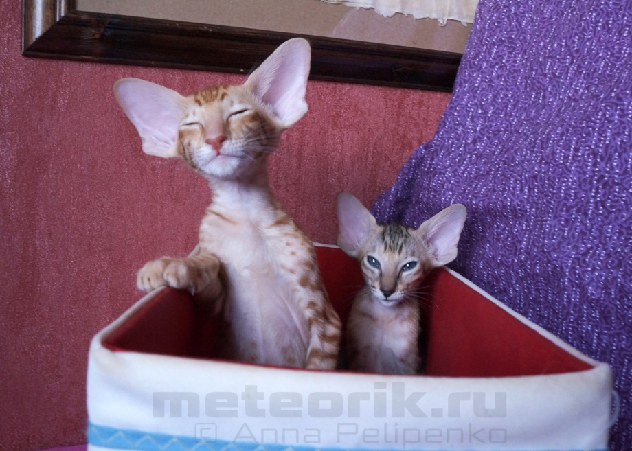 Сибирская кошка и мейкун