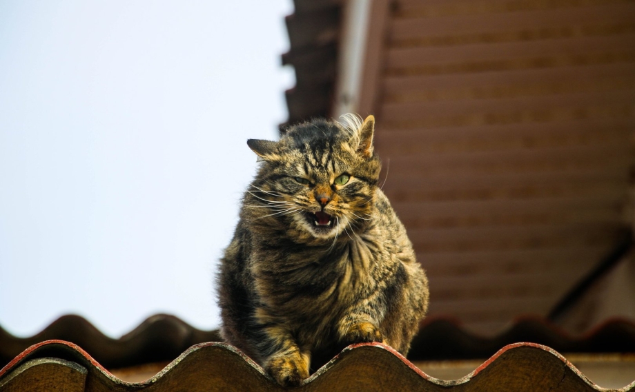 Кот табби макрель