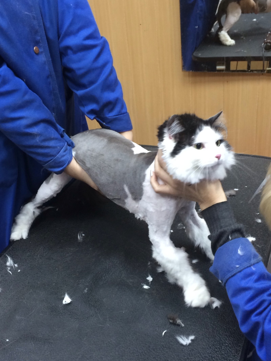 Кошка в салоне красоты