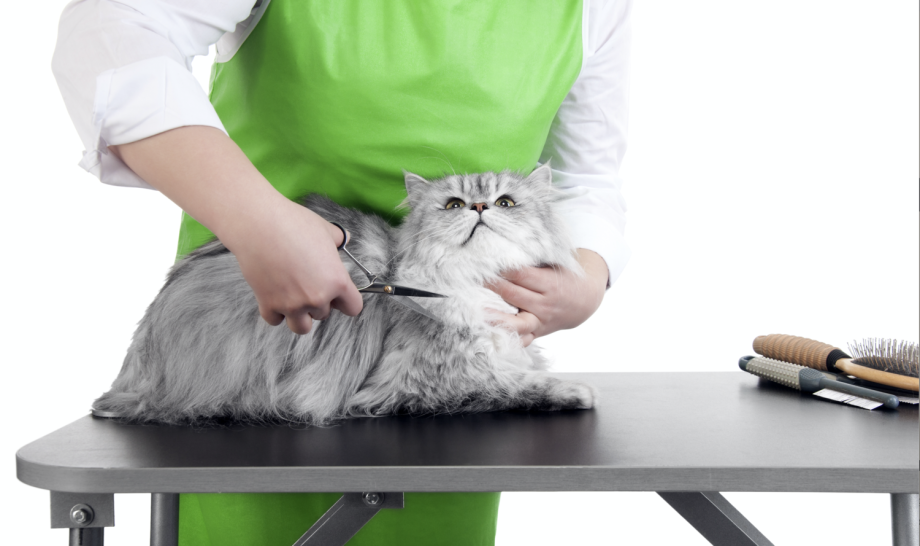 Стрижка кошек