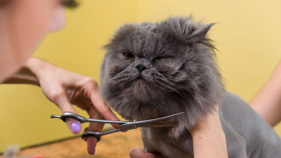 Кот парикмахер