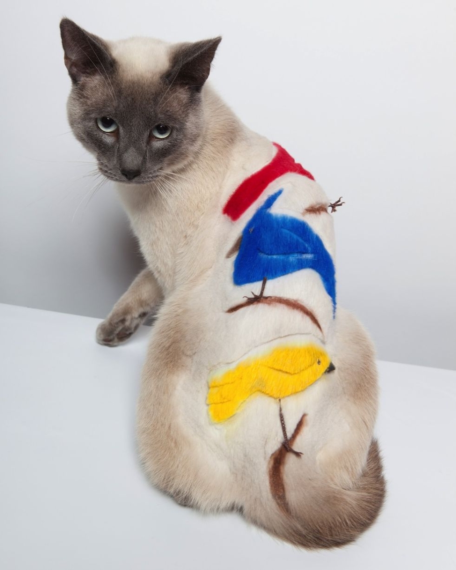 Стрижка тайского кота