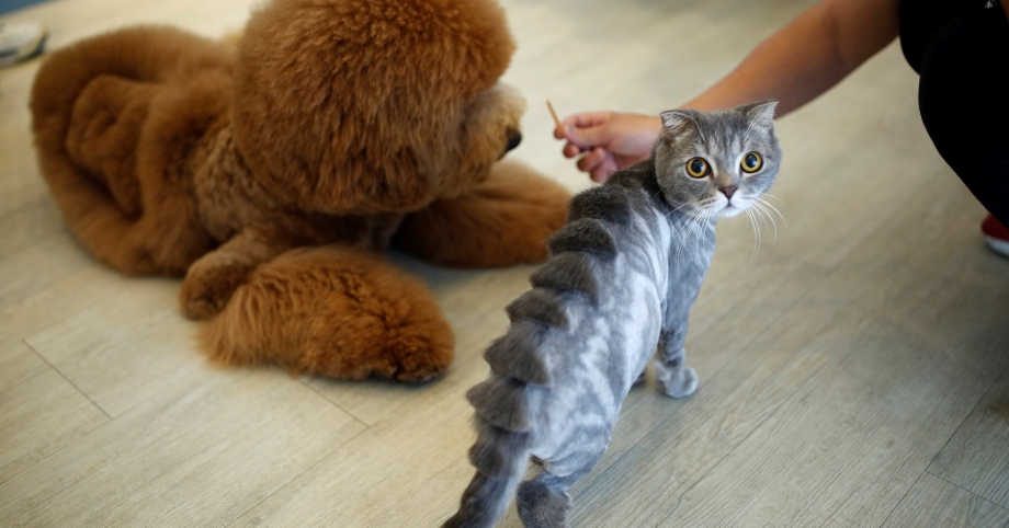Грумминг шотландских кошек