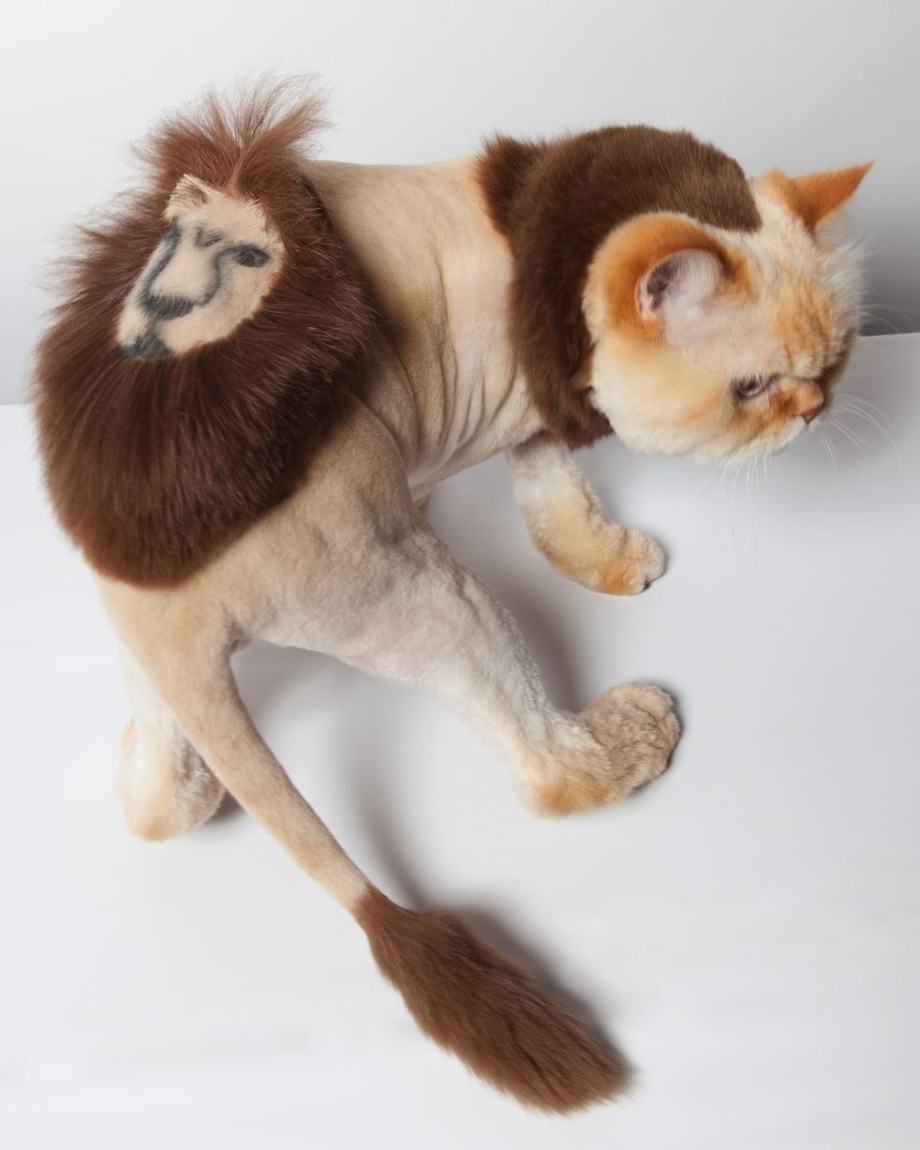 Груминг кошек