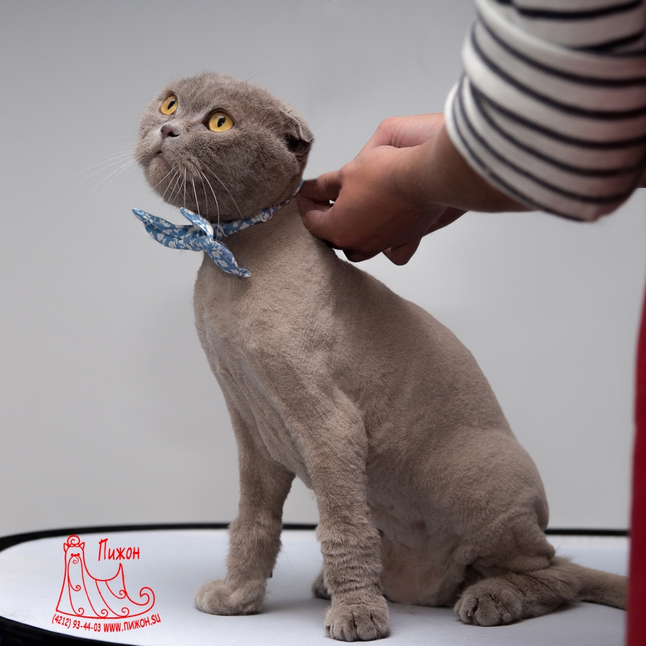 Грумминг шотландских кошек