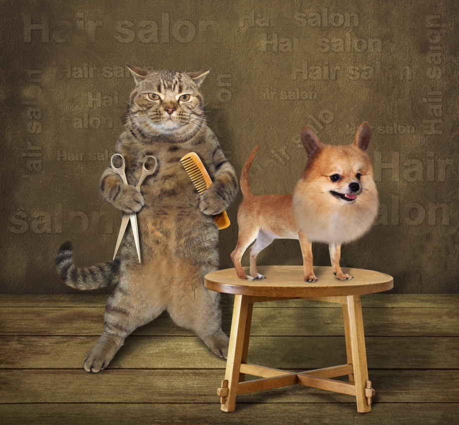 Бритье кошек