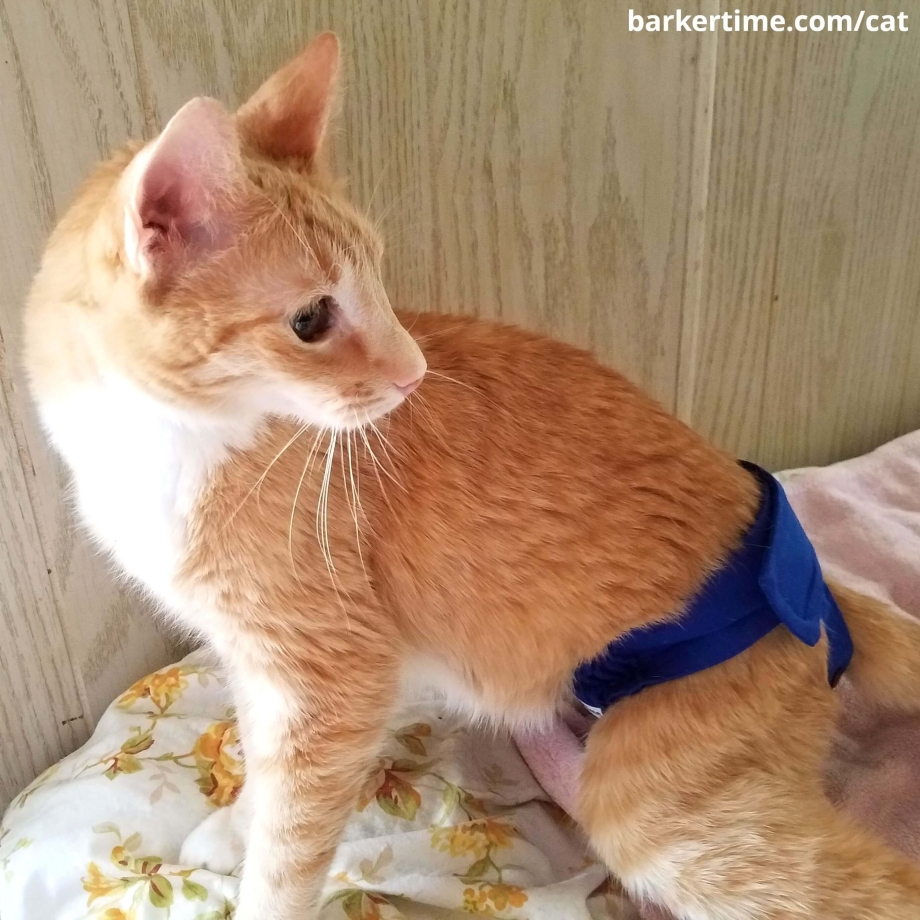 Памперс для кота своими руками