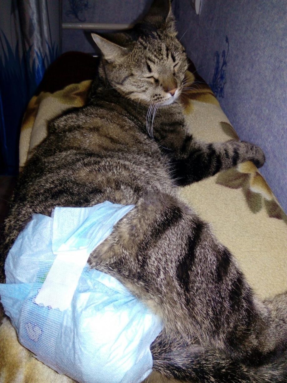 Памперс для кошки из прокладки