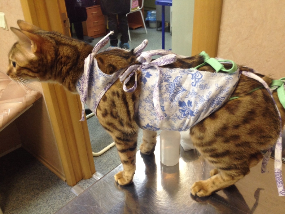 Памперсы для котят