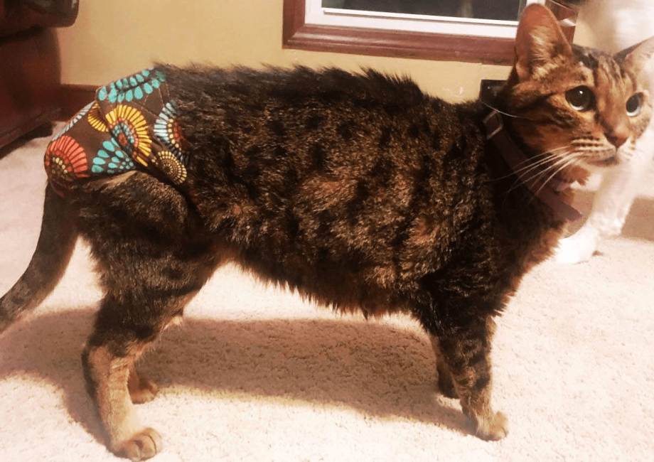 Diaper Cat