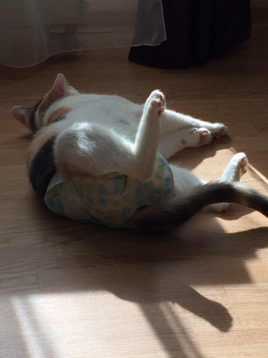 Памперс для кота