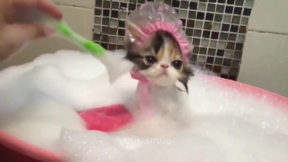 Памперсы для котят 2 месяца