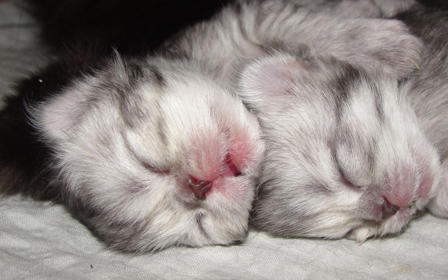 Новорожденный котенок
