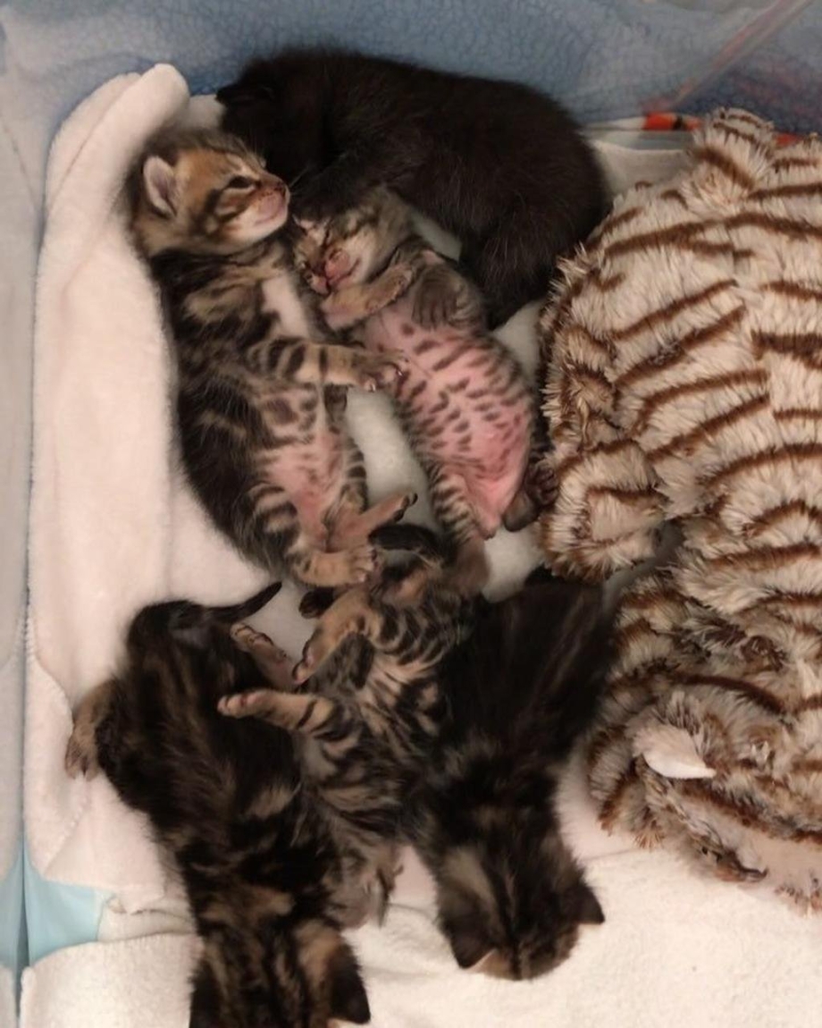 Новорождённые котята