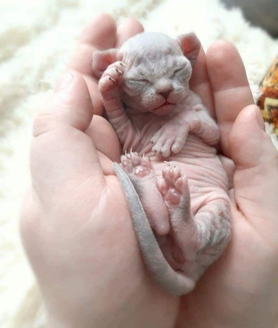 Котята беспородные Новорожденные