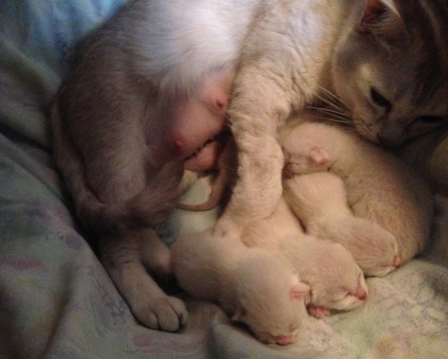 Новорожденный котенок
