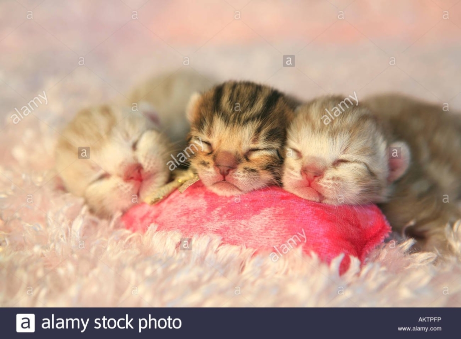 Новорожденные котята